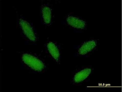 Anti-ZIM2 antibody produced in mouse purified immunoglobulin, buffered aqueous solution