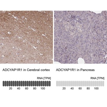 Anti-ADCYAP1R1 antibody produced in rabbit Prestige Antibodies&#174; Powered by Atlas Antibodies, affinity isolated antibody, buffered aqueous glycerol solution