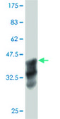 Monoclonal Anti-ANKRD17, (C-terminal) antibody produced in mouse clone 1D12, purified immunoglobulin, buffered aqueous solution