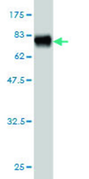 Monoclonal Anti-NADK antibody produced in mouse clone 5F4, purified immunoglobulin, buffered aqueous solution