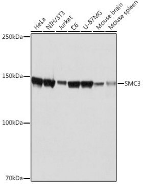 Anti-SMC3 antibody produced in rabbit