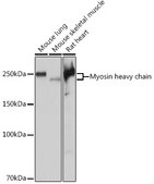Anti-Myosin heavy chain Antibody, clone 6V0G1, Rabbit Monoclonal