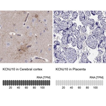 Anti-KCNJ10 Prestige Antibodies&#174; Powered by Atlas Antibodies, affinity isolated antibody