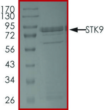 STK9 Protein recombinant