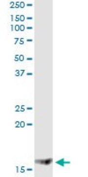 Monoclonal Anti-MGST2 antibody produced in mouse clone 1D11, ascites fluid