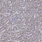 Anti-SLC35F2 antibody produced in rabbit Prestige Antibodies® Powered by Atlas Antibodies, affinity isolated antibody, buffered aqueous glycerol solution