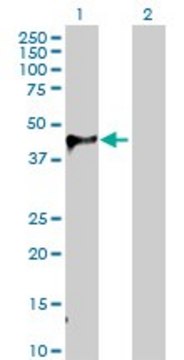 Anti-WIF1 antibody produced in rabbit IgG fraction of antiserum, buffered aqueous solution