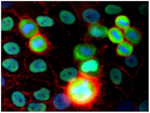 Monoclonal Anti-Ku80 antibody produced in mouse clone MEM-54