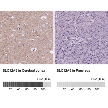 Anti-SLC12A5 antibody produced in rabbit Prestige Antibodies&#174; Powered by Atlas Antibodies, affinity isolated antibody, buffered aqueous glycerol solution