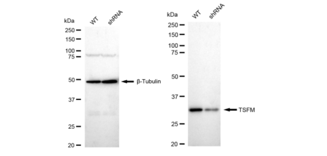 KD-Validated Anti TSFM Antibody, clone 23GB4710, Rabbit Monoclonal clone 23GB4710, recombinant rabbit monoclonal, expressed in HEK293 cells