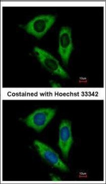 Anti-RPL24 antibody produced in rabbit affinity isolated antibody, buffered aqueous solution