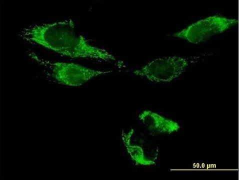 Anti-ATAD3B antibody produced in mouse IgG fraction of antiserum, buffered aqueous solution