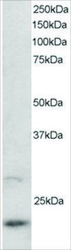 Anti-ARL2 antibody produced in goat affinity isolated antibody, buffered aqueous solution