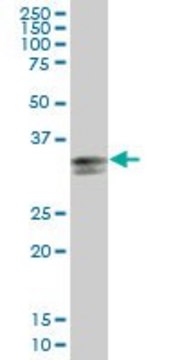 Anti-HLA-DPA1 antibody produced in mouse purified immunoglobulin, buffered aqueous solution