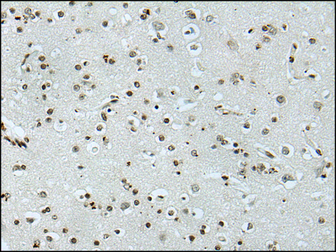 Anti-NANOG affinity isolated antibody