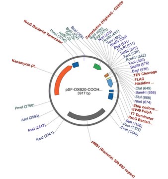 PSF-OXB20-COOH-TEV-FLAG&#174;-6HIS - C-TERMINAL 6 HIS AND FLAG&#174; DUAL TAG BACTERIAL PLASMID plasmid vector for molecular cloning