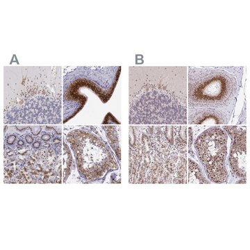 Anti-GOLGA5 antibody produced in rabbit affinity isolated antibody, buffered aqueous glycerol solution