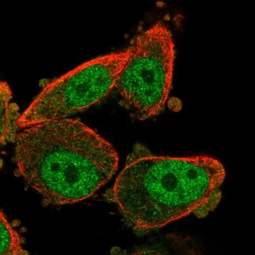 Anti-WT1 antibody produced in rabbit Prestige Antibodies&#174; Powered by Atlas Antibodies, affinity isolated antibody