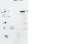 Anti-MAGI-2 Antibody Chemicon®, from rabbit