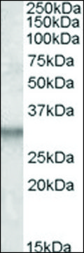 Anti-ITM2B antibody produced in goat affinity isolated antibody, buffered aqueous solution