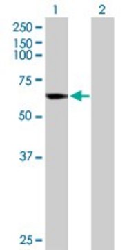 Anti-CYP4B1 antibody produced in rabbit purified immunoglobulin, buffered aqueous solution