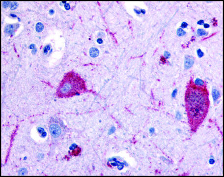 Anti-HTR5A (AB1) antibody produced in rabbit affinity isolated antibody, buffered aqueous solution