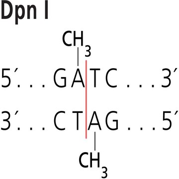 Dpn I from Diplococcus pneumoniae Restriction Enzyme