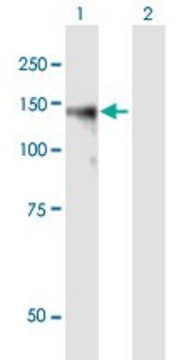 Anti-BCAN antibody produced in mouse purified immunoglobulin, buffered aqueous solution