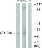 Anti-OR10J6 antibody produced in rabbit affinity isolated antibody
