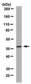 Anti-beta-Arrestin-2 Antibody, clone 5E12.1 clone 5E12.1, from mouse