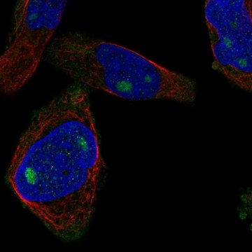 Anti-CUZD1 antibody produced in rabbit Prestige Antibodies&#174; Powered by Atlas Antibodies, affinity isolated antibody