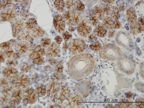 Monoclonal Anti-RHCG antibody produced in mouse clone 5A4, purified immunoglobulin, buffered aqueous solution