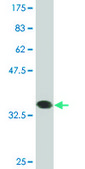 Monoclonal Anti-RBM6, (C-terminal) antibody produced in mouse clone 3E9, purified immunoglobulin, buffered aqueous solution