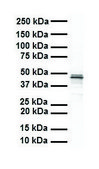 Anti-SOX3 antibody produced in rabbit affinity isolated antibody