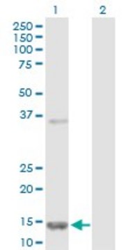 Anti-FABP5 antibody produced in rabbit purified immunoglobulin, buffered aqueous solution