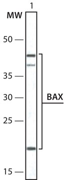 抗Bax抗体，小鼠单克隆 小鼠抗 clone 6A7, purified from hybridoma cell culture