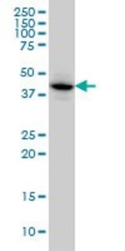 Monoclonal Anti-MAPKAPK3 antibody produced in mouse clone 3F4, purified immunoglobulin, buffered aqueous solution