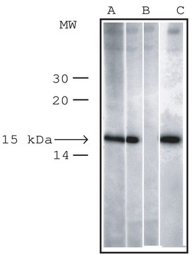 Anti-phospho-Histone H2AX (pSer139) antibody produced in rabbit IgG fraction of antiserum, buffered aqueous solution