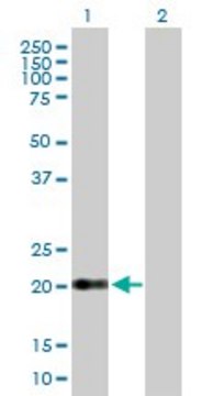 Anti-CLDN15 antibody produced in mouse purified immunoglobulin, buffered aqueous solution