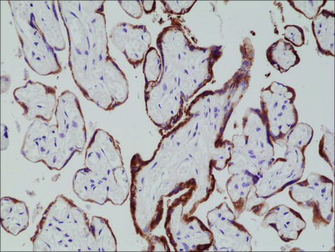 Anti-hCG (Human Chorionic Gonadotropin) antibody, Rabbit monoclonal recombinant, expressed in HEK 293 cells, clone RM330, purified immunoglobulin