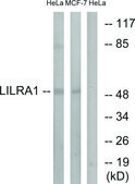Anti-LILRA1 antibody produced in rabbit affinity isolated antibody