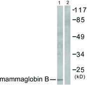 Anti-Mammaglobin B antibody produced in rabbit affinity isolated antibody