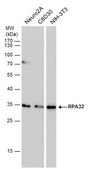 Monoclonal Anti-RPA2 antibody produced in mouse