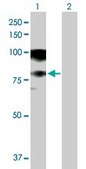 Anti-ASCC2 antibody produced in mouse purified immunoglobulin, buffered aqueous solution