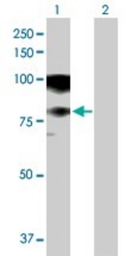 Anti-ASCC2 antibody produced in mouse purified immunoglobulin, buffered aqueous solution