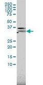 Monoclonal Anti-PILRA antibody produced in mouse clone 3C2, purified immunoglobulin, buffered aqueous solution