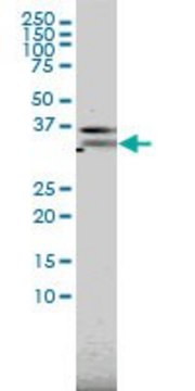 Monoclonal Anti-PILRA antibody produced in mouse clone 3C2, purified immunoglobulin, buffered aqueous solution