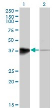 Monoclonal Anti-HOXB5 antibody produced in mouse clone 3F10, purified immunoglobulin, buffered aqueous solution