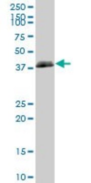 Anti-HLA-B antibody produced in mouse purified immunoglobulin, buffered aqueous solution