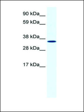 Anti-ANXA2 antibody produced in rabbit IgG fraction of antiserum